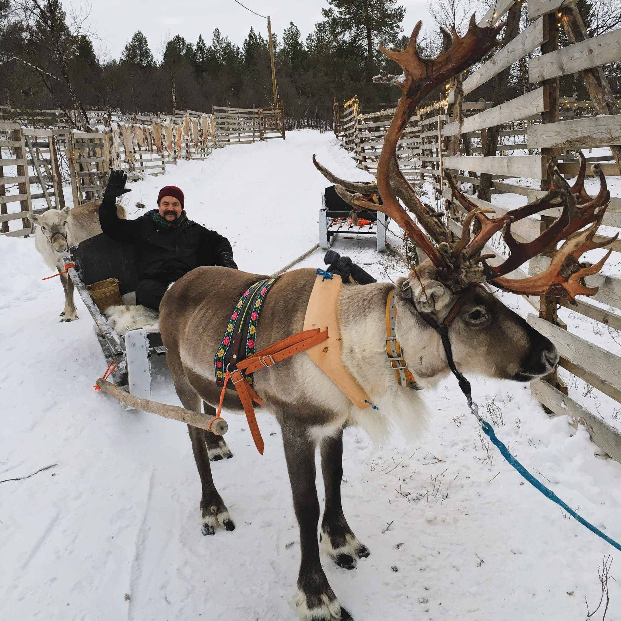 Reindeer farm activities