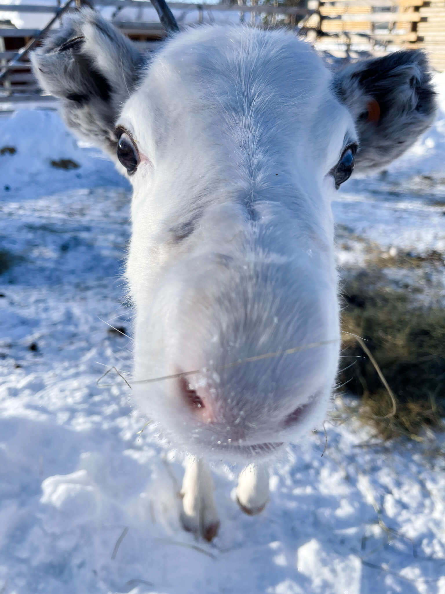 Reindeer in farm Reindeer nose