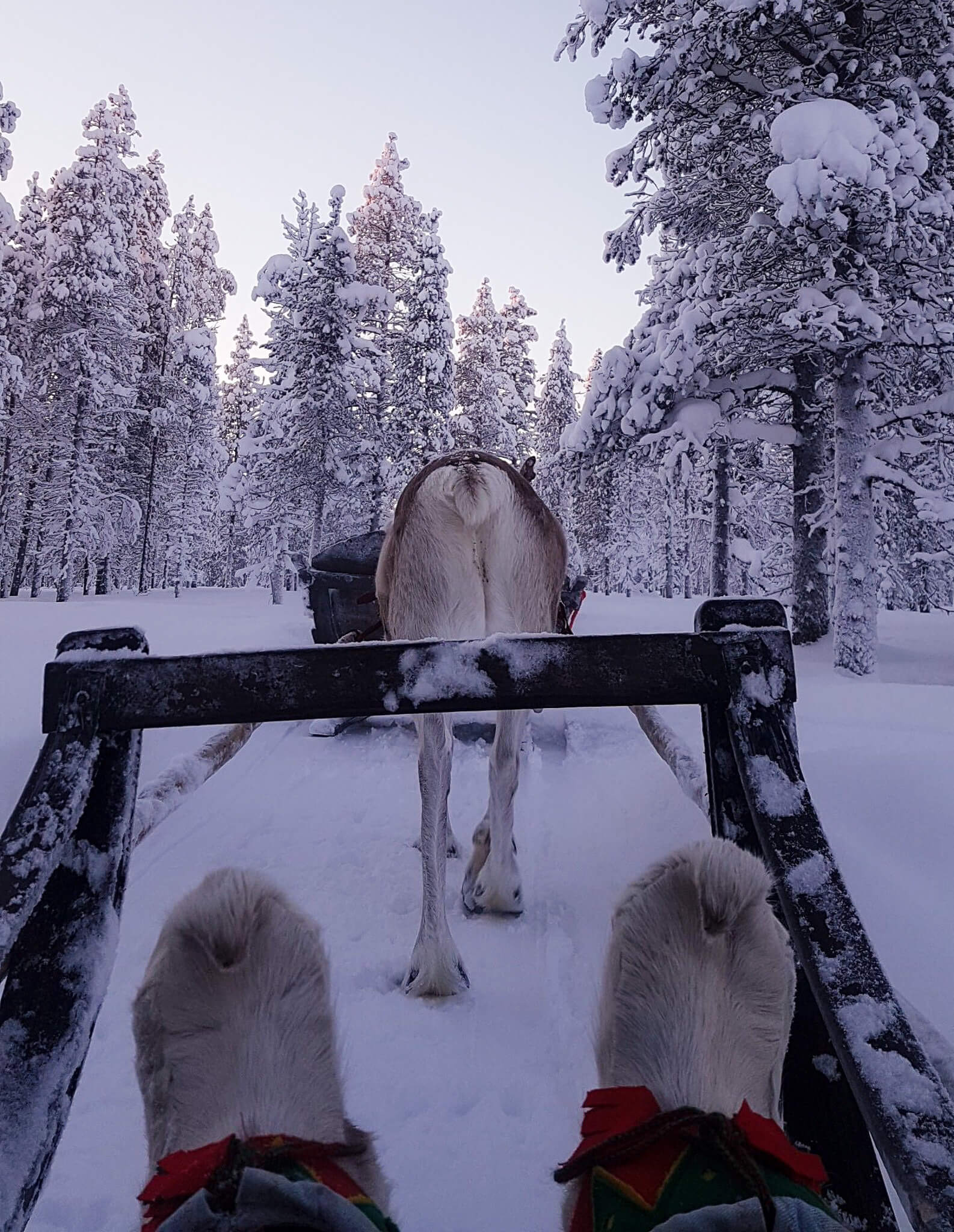 Reindeer sleigh ride
